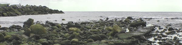 Imagen del contenido web